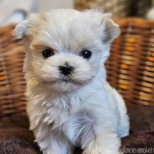 ♀︎マルチーズ