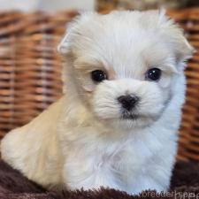 オンライン見学