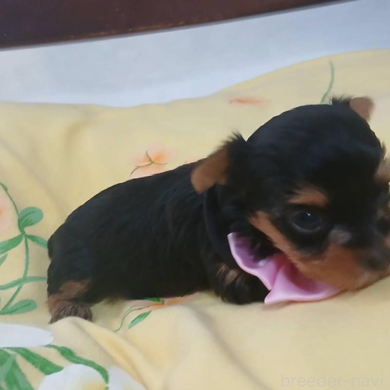 販売中の京都府のヨークシャーテリア-456248の4枚目