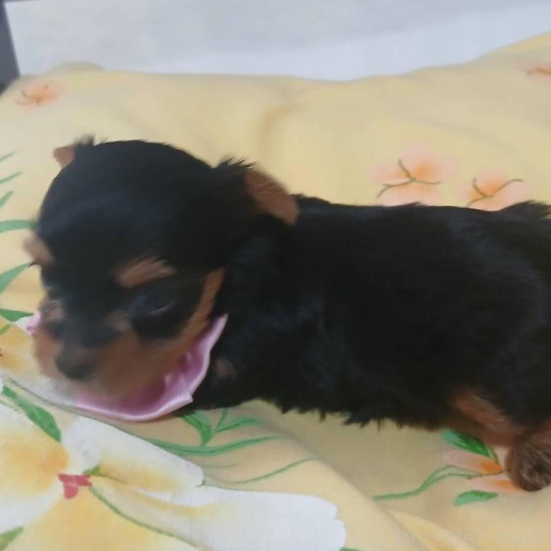 販売中の京都府のヨークシャーテリア-456248の3枚目