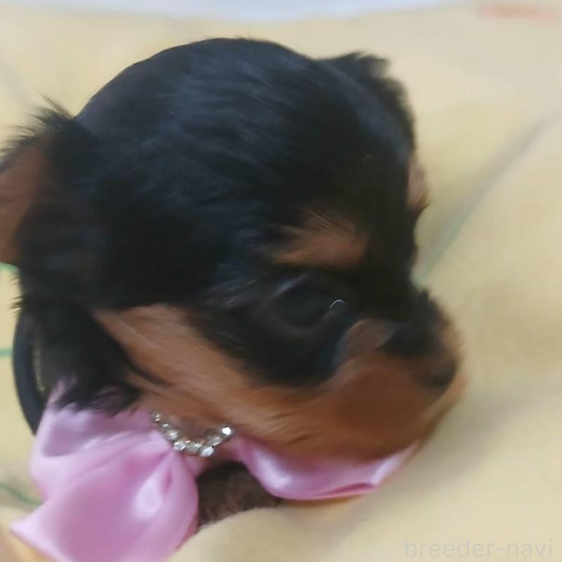 販売中の京都府のヨークシャーテリア-456248の2枚目