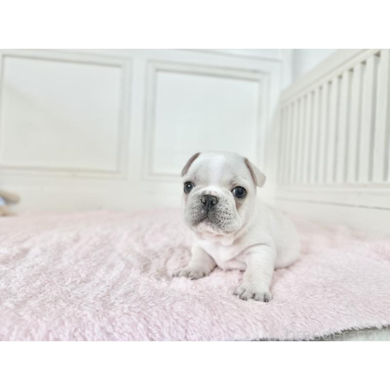 販売中の京都府のフレンチブルドッグ-456250の6枚目