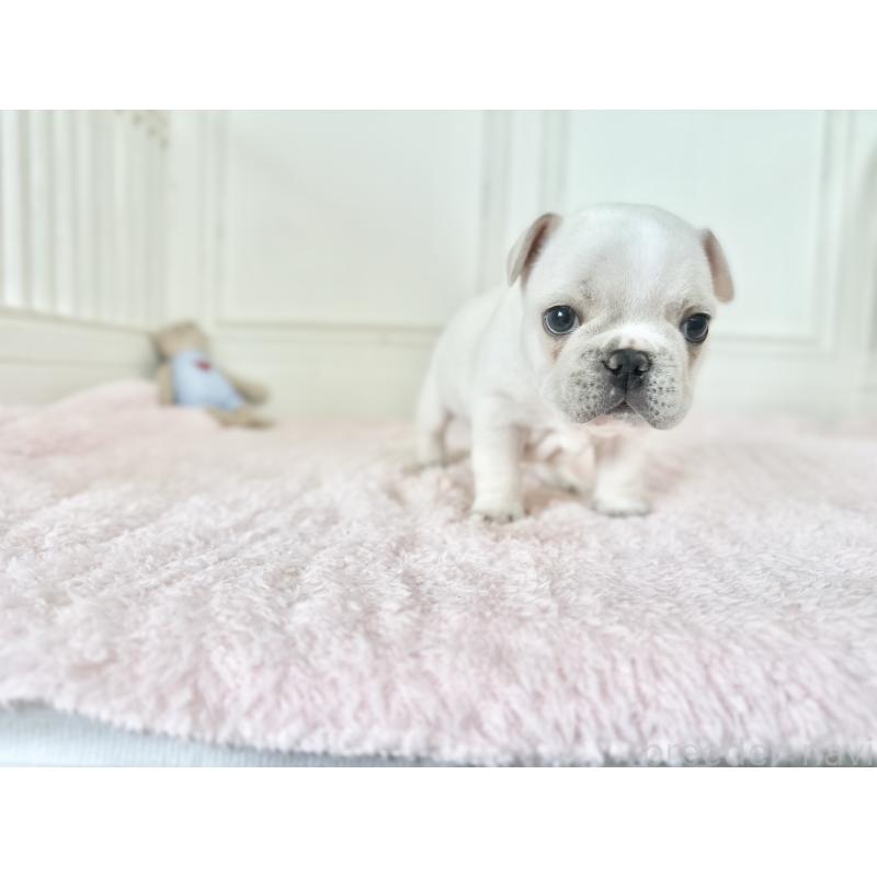 販売中の京都府のフレンチブルドッグ-456250の5枚目