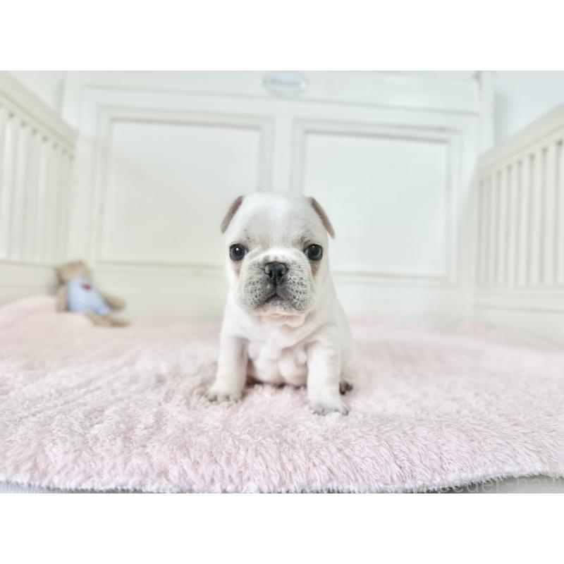 販売中の京都府のフレンチブルドッグ-456250の4枚目