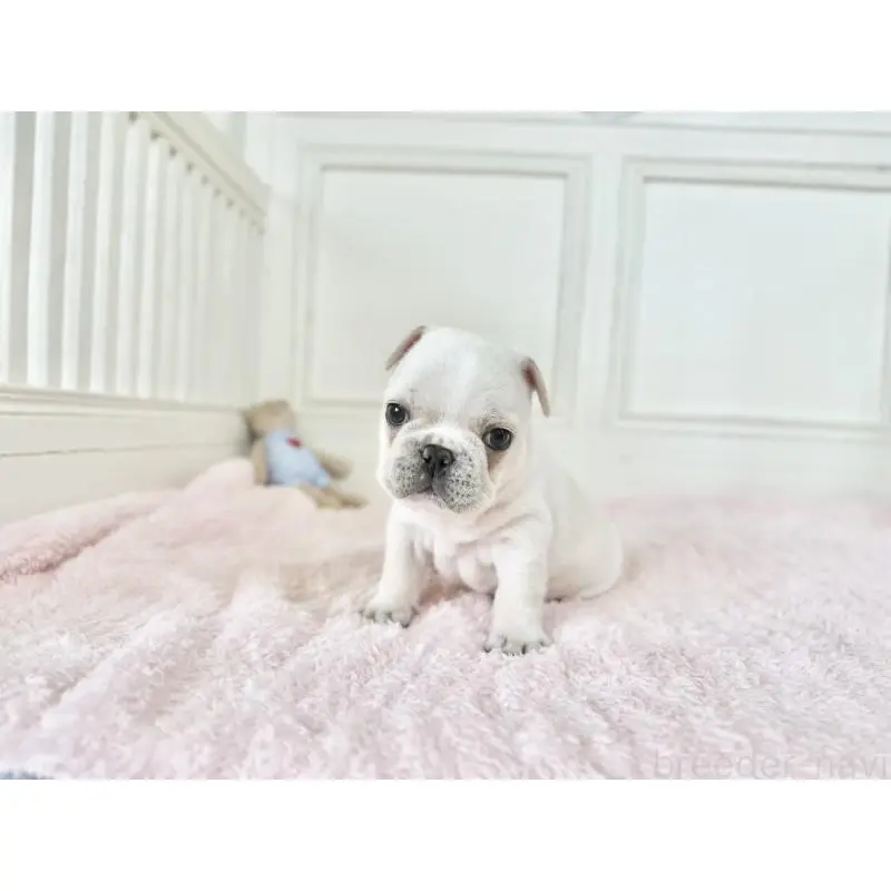 販売中の京都府のフレンチブルドッグ-456250の3枚目