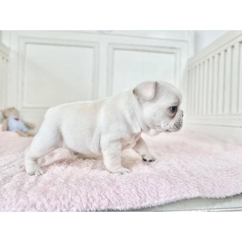 販売中の京都府のフレンチブルドッグ-456250の2枚目