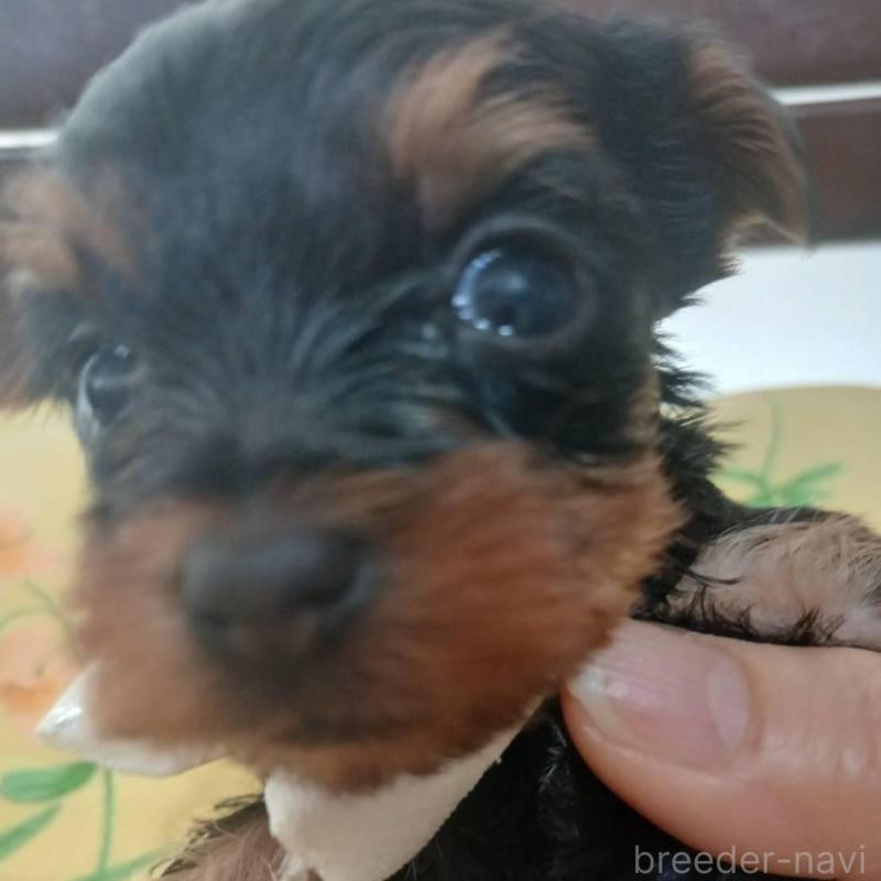 販売中の京都府のヨークシャーテリア-456249の3枚目