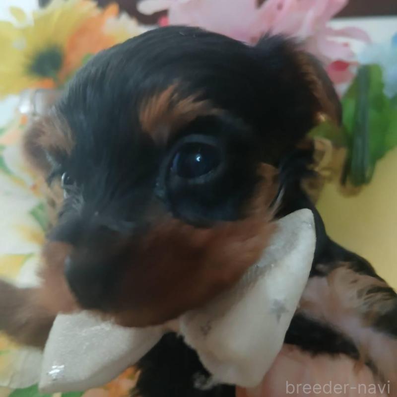 販売中の京都府のヨークシャーテリア-456249の2枚目