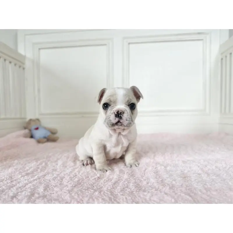 販売中の京都府のフレンチブルドッグ-456251の5枚目