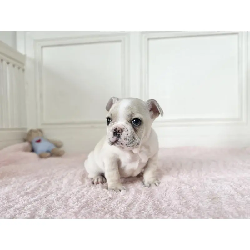 販売中の京都府のフレンチブルドッグ-456251の3枚目