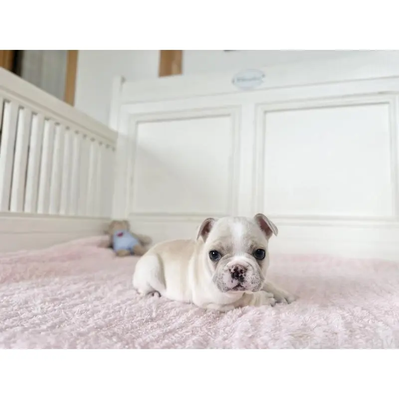 販売中の京都府のフレンチブルドッグ-456251の2枚目