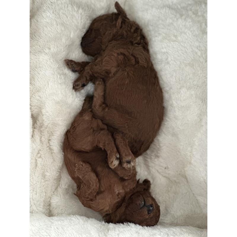 販売中の埼玉県のトイプードル-456253の3枚目