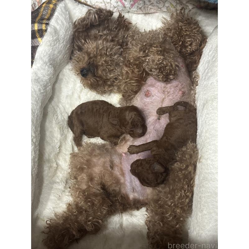 販売中の埼玉県のトイプードル-456253の2枚目