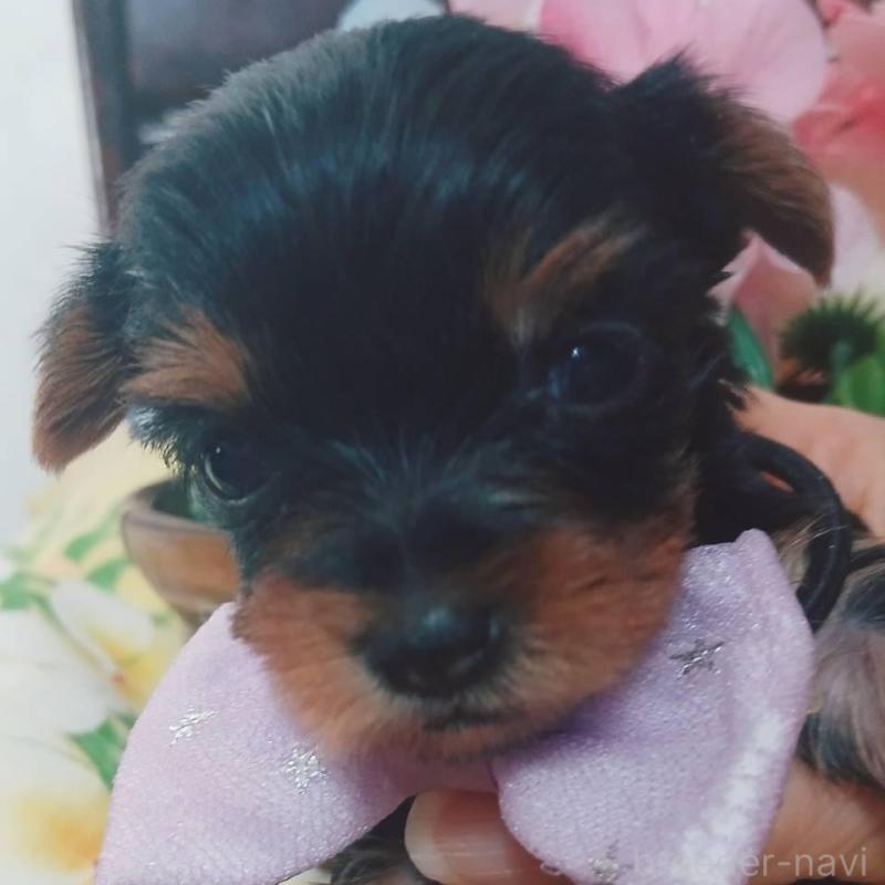 販売中の京都府のヨークシャーテリア-456252の7枚目