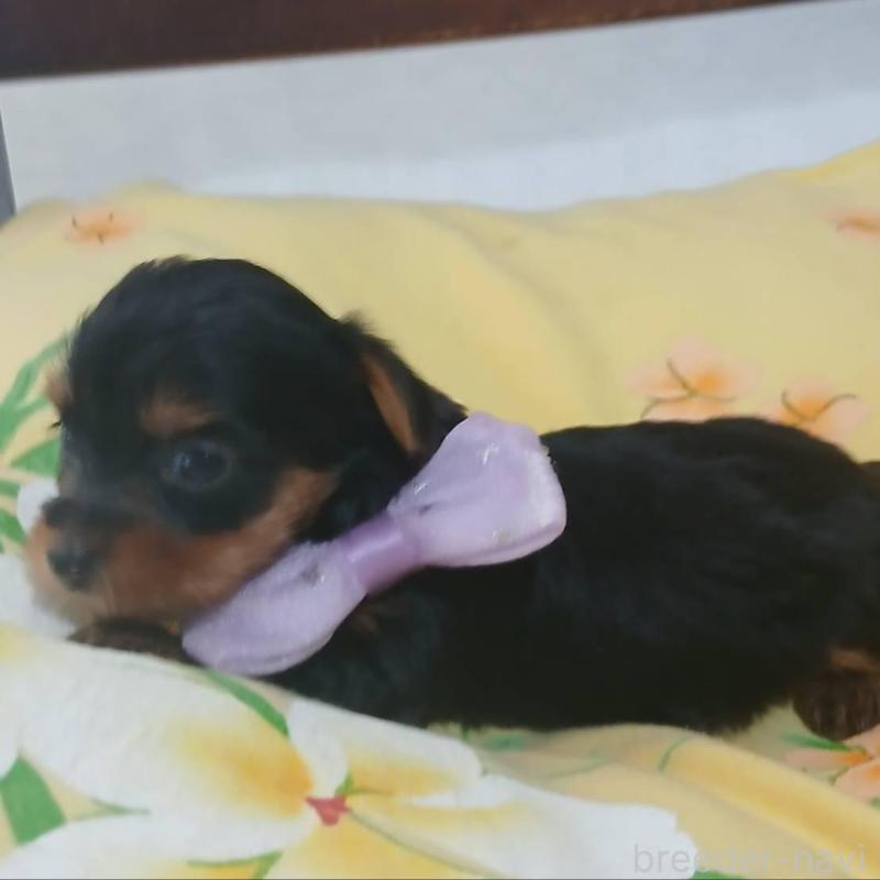 販売中の京都府のヨークシャーテリア-456252の6枚目