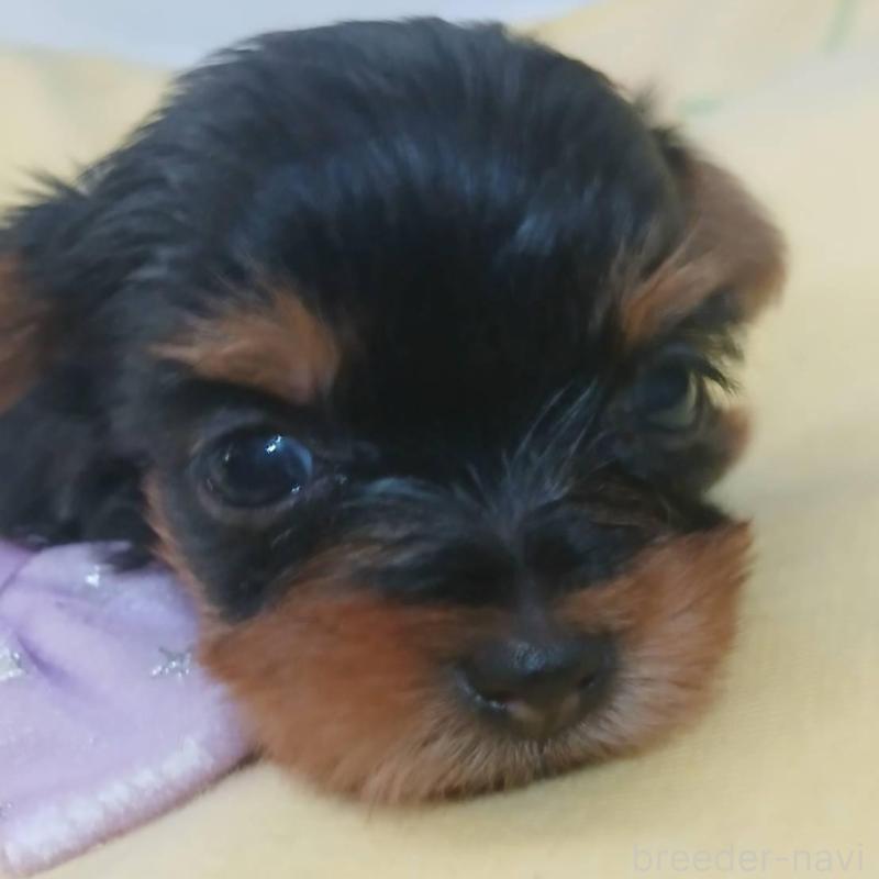 販売中の京都府のヨークシャーテリア-456252の5枚目