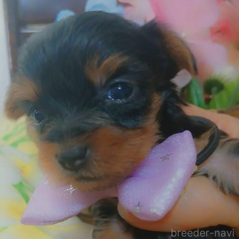 販売中の京都府のヨークシャーテリア-456252の4枚目