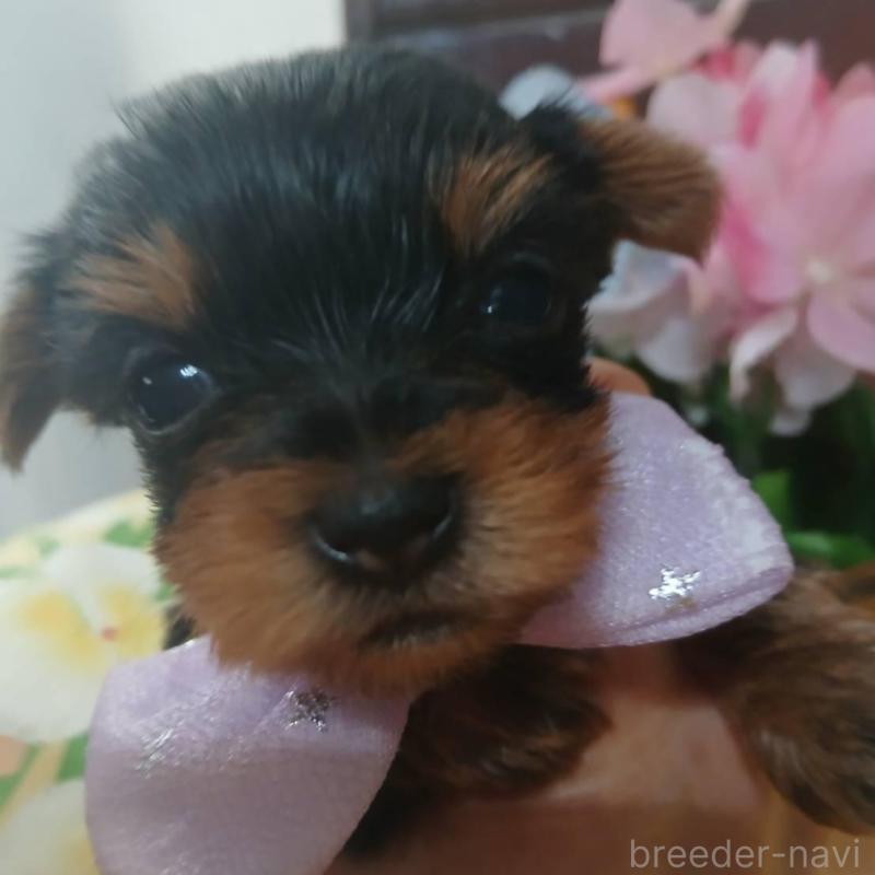 販売中の京都府のヨークシャーテリア-456252の3枚目