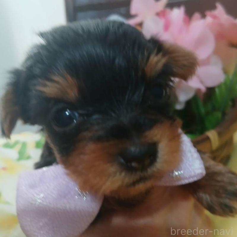 販売中の京都府のヨークシャーテリア-456252の2枚目