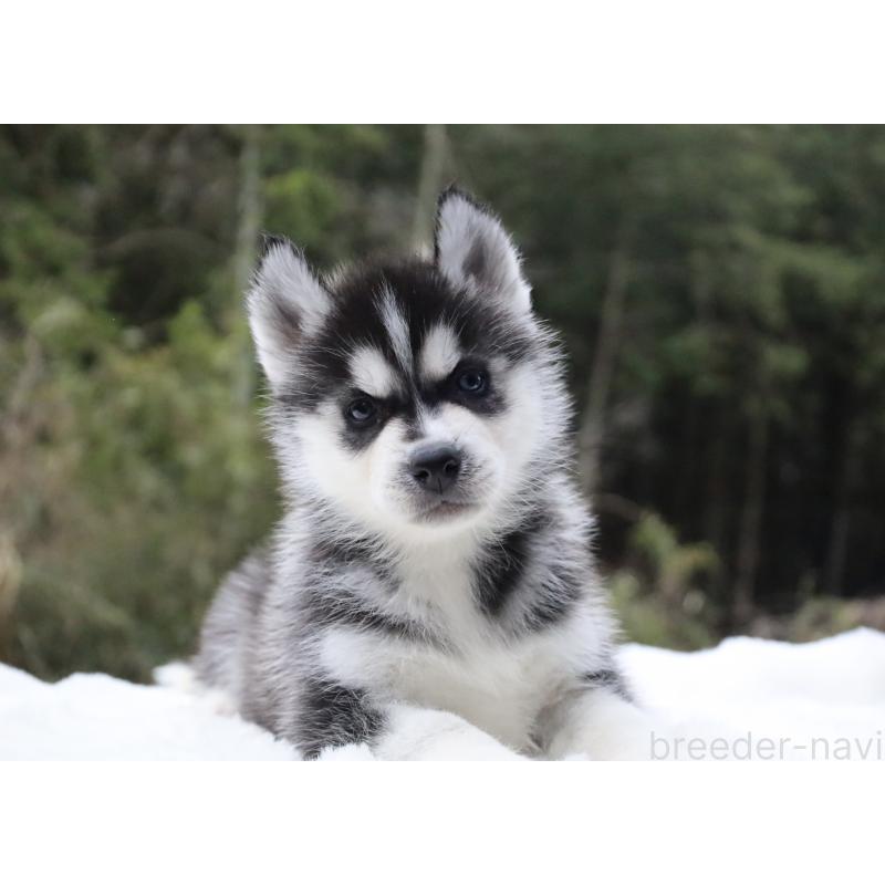 販売中の栃木県のシベリアンハスキー-456254の14枚目