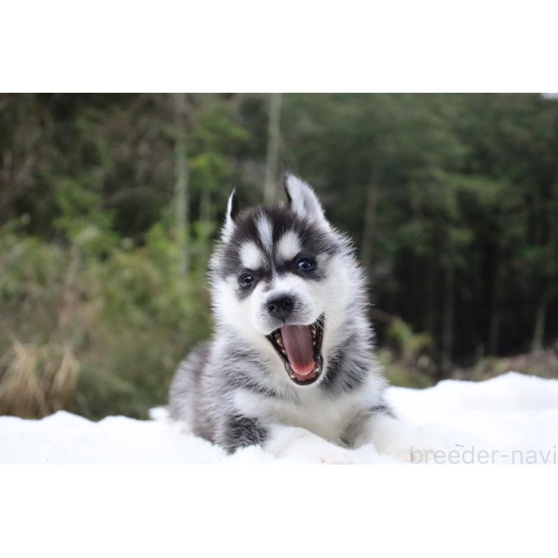販売中の栃木県のシベリアンハスキー-456254の13枚目