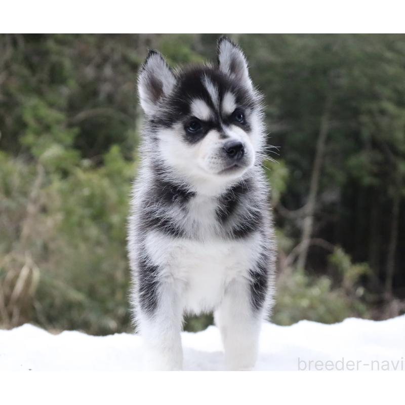 販売中の栃木県のシベリアンハスキー-456254の12枚目