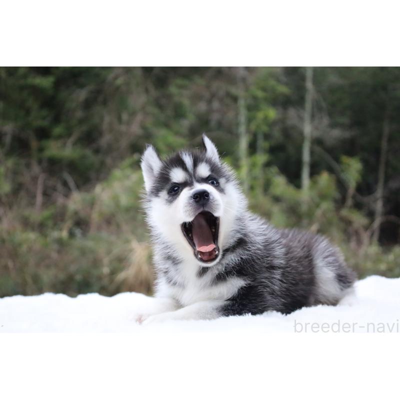 販売中の栃木県のシベリアンハスキー-456254の9枚目