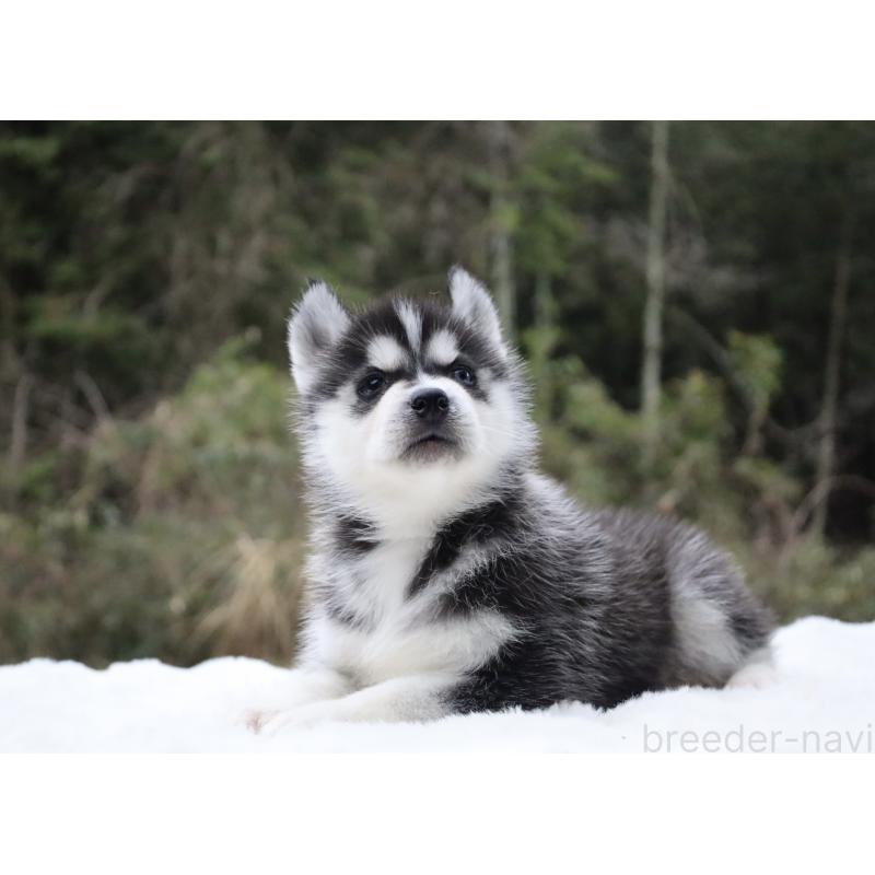 販売中の栃木県のシベリアンハスキー-456254の8枚目