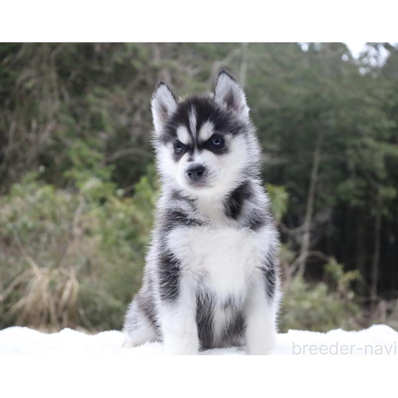 販売中の栃木県のシベリアンハスキー-456254の7枚目