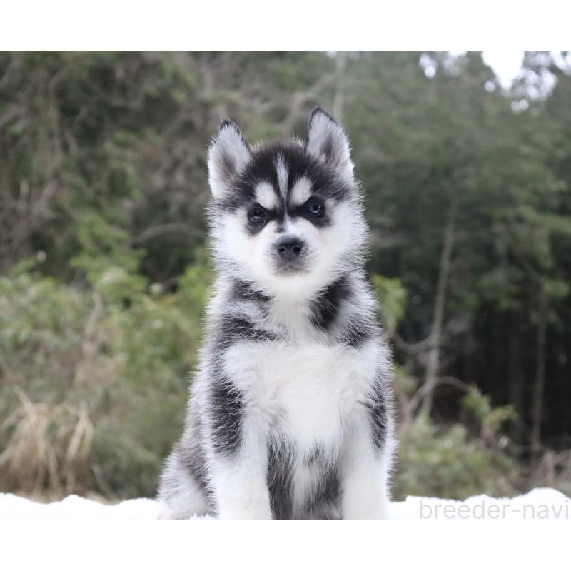 販売中の栃木県のシベリアンハスキー-456254の6枚目