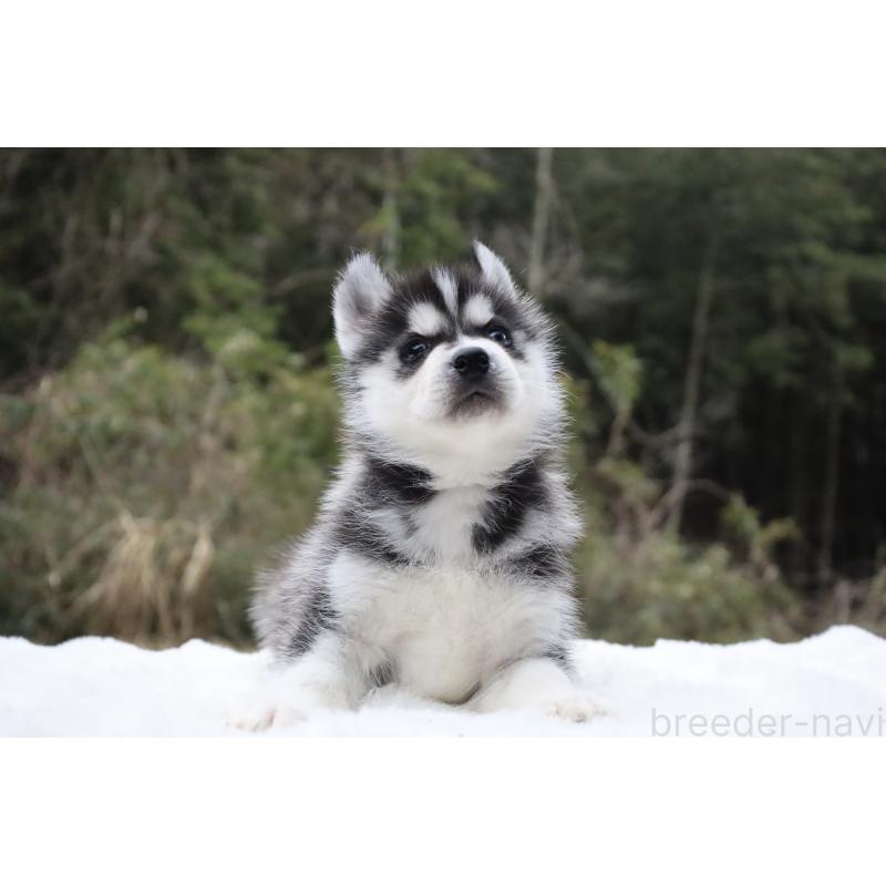 販売中の栃木県のシベリアンハスキー-456254の5枚目