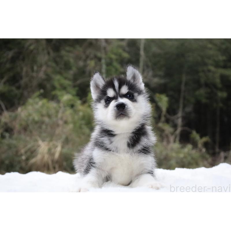 販売中の栃木県のシベリアンハスキー-456254の4枚目