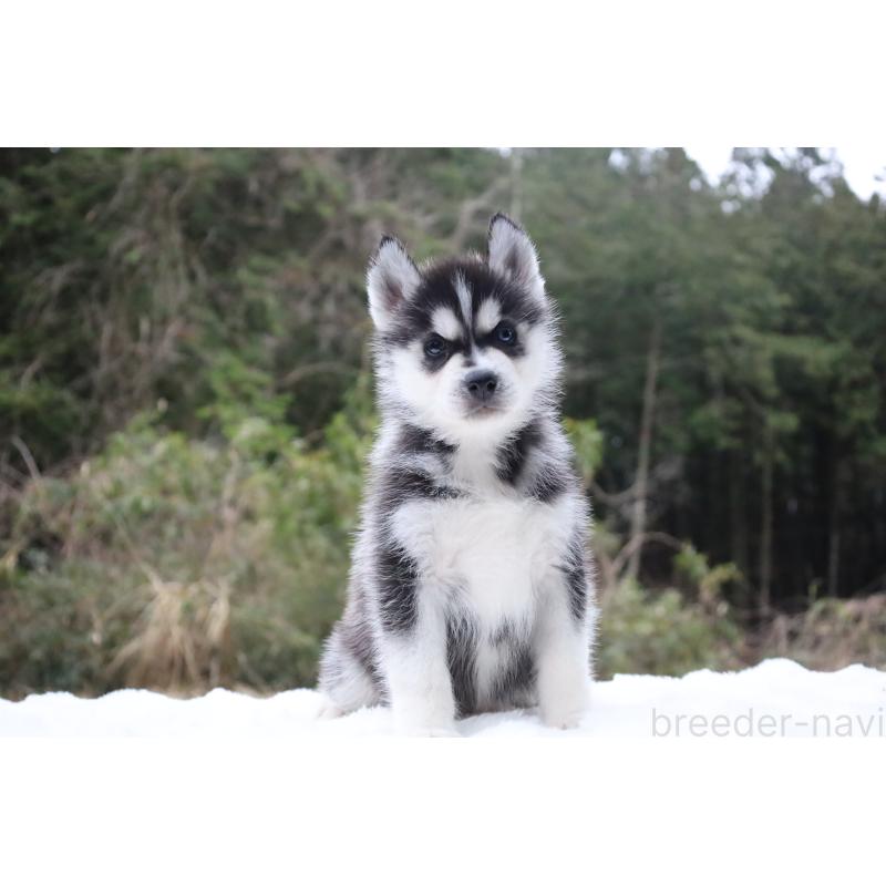 販売中の栃木県のシベリアンハスキー-456254の3枚目