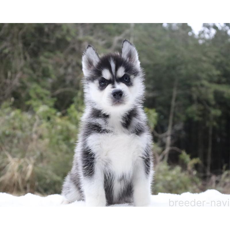 販売中の栃木県のシベリアンハスキー-456254の2枚目