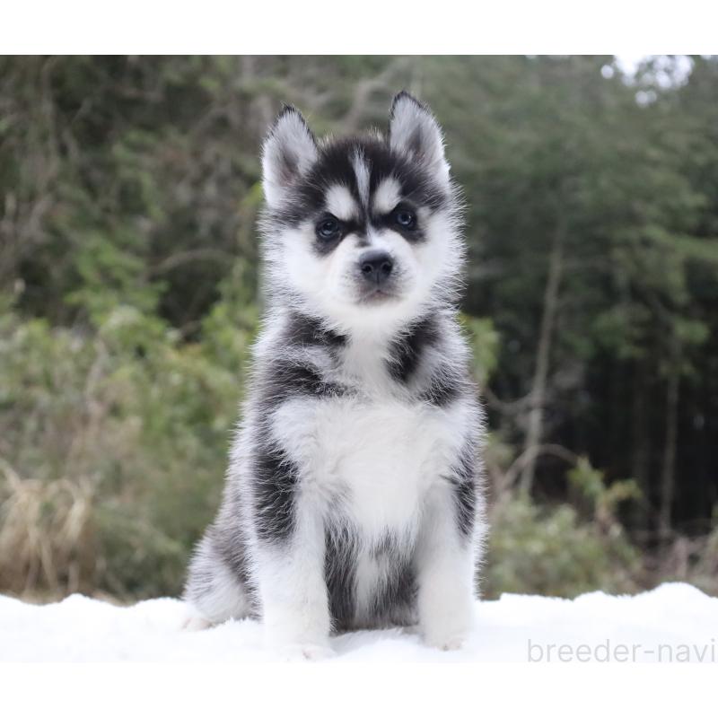 ♂︎シベリアンハスキー