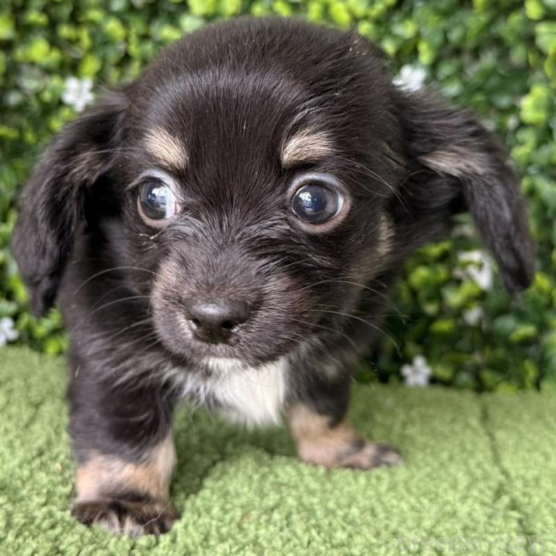 販売中の愛知県のチワックス:チワワ×ミニチュアダックスフンド-449952