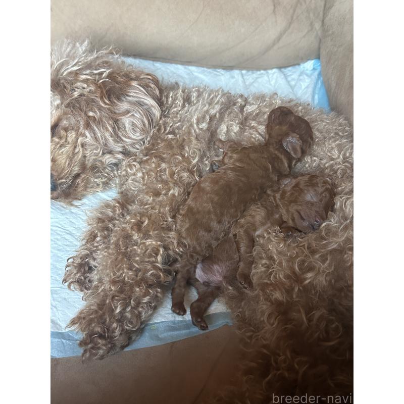 販売中の埼玉県のトイプードル-456259の3枚目