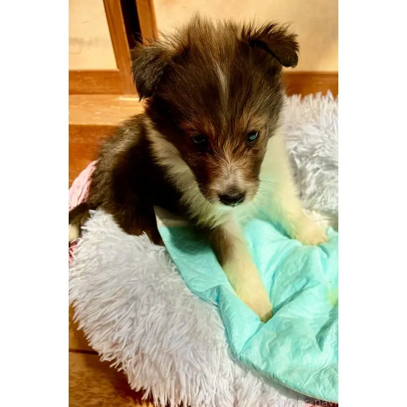 販売中の静岡県のシェットランドシープドッグ(シェルティ)-456163の2枚目