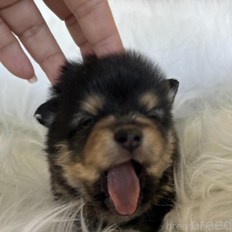 販売中の愛知県のポメラニアン-456260の8枚目