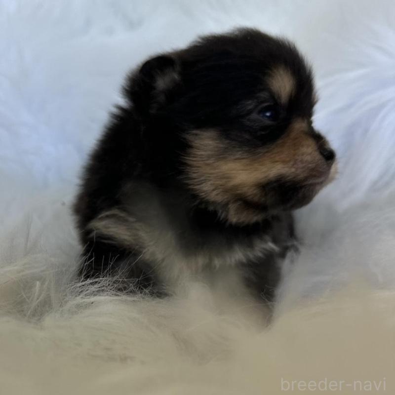 販売中の愛知県のポメラニアン-456260の6枚目