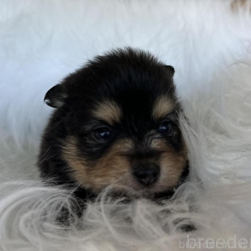 販売中の愛知県のポメラニアン-456260の5枚目