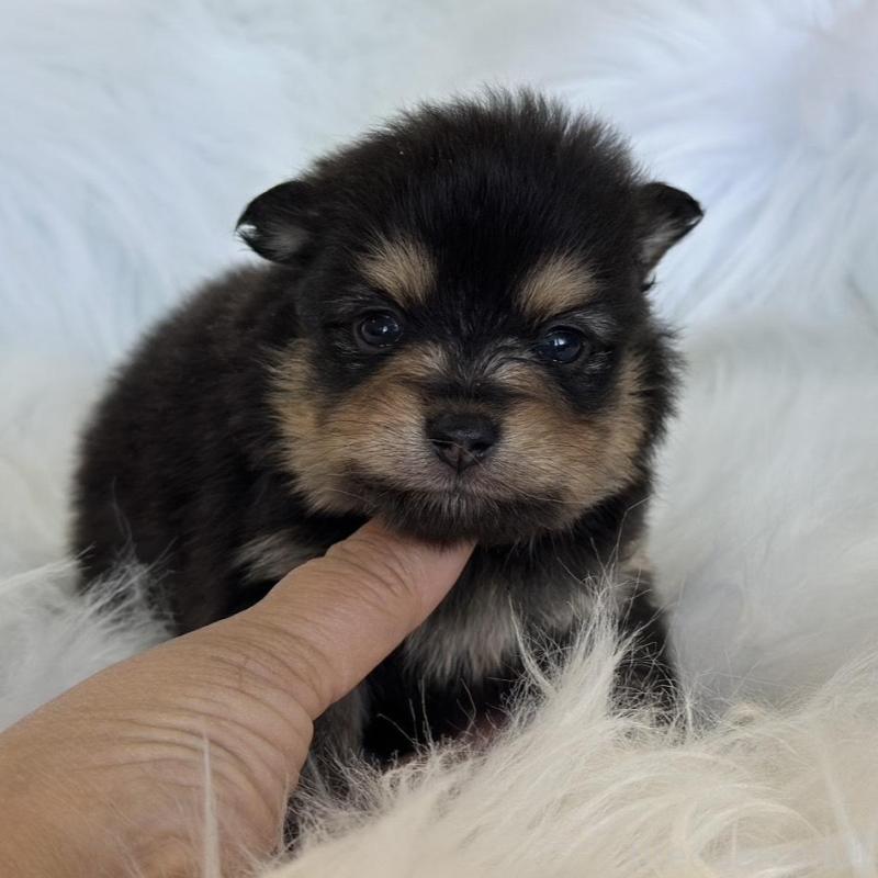 販売中の愛知県のポメラニアン-456260の4枚目