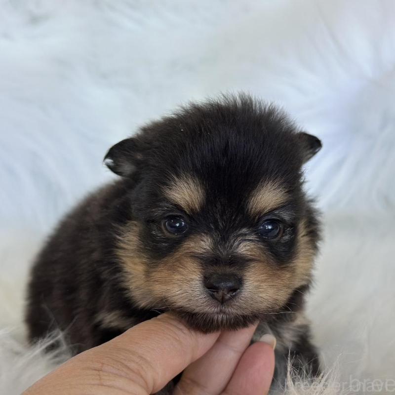 販売中の愛知県のポメラニアン-456260の3枚目