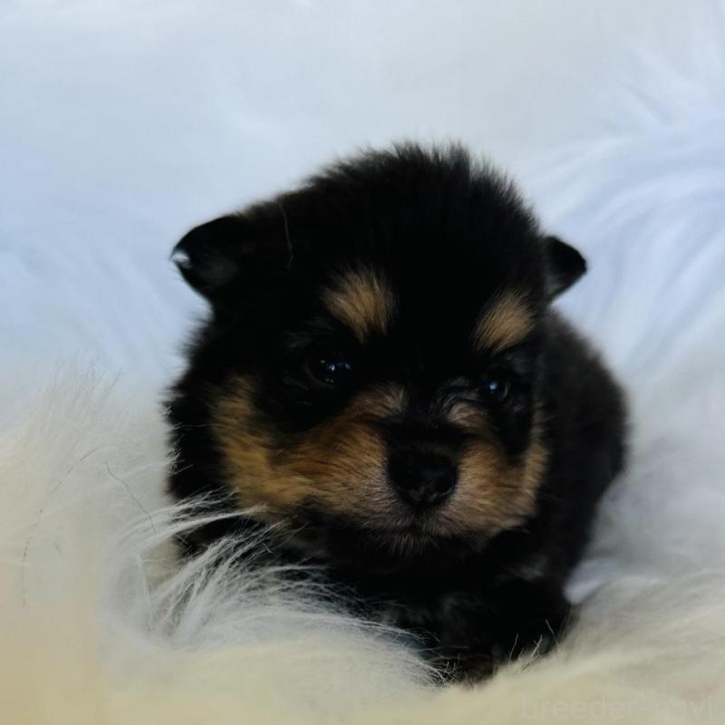 販売中の愛知県のポメラニアン-456260の2枚目