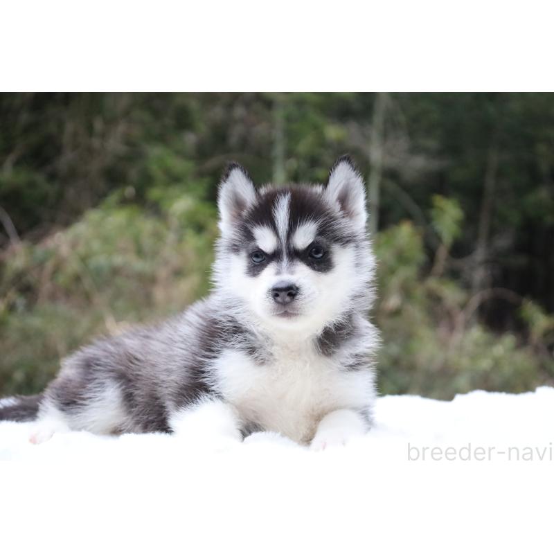 販売中の栃木県のシベリアンハスキー-456261の8枚目