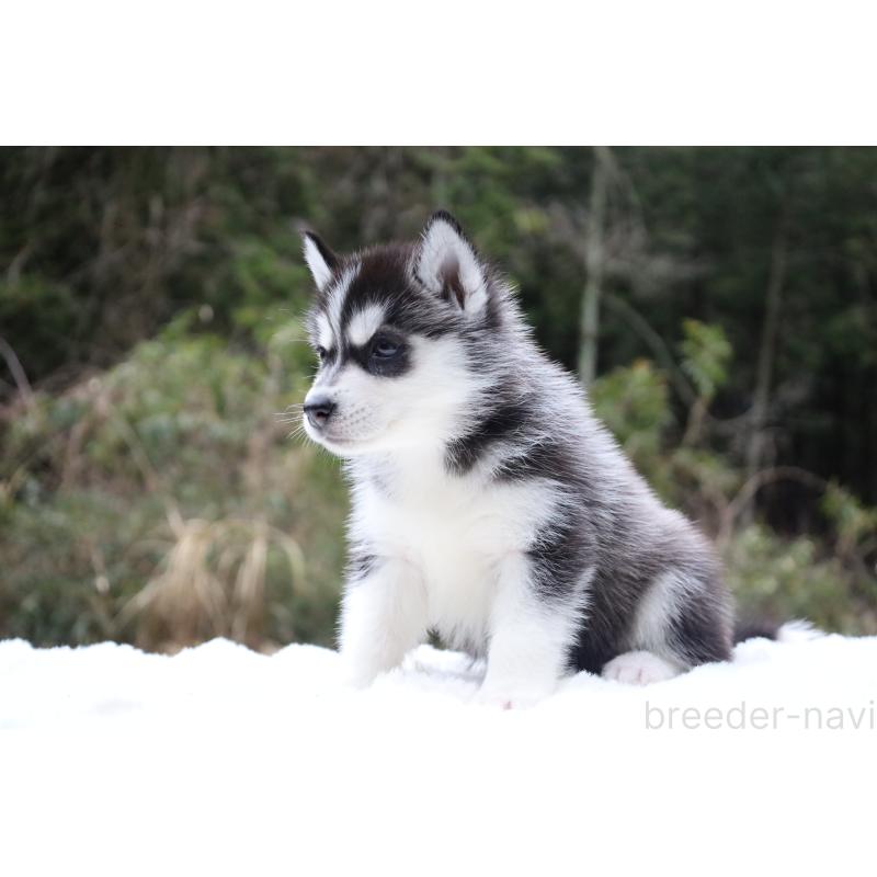 販売中の栃木県のシベリアンハスキー-456261の7枚目