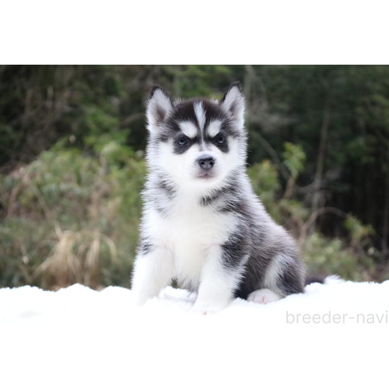 販売中の栃木県のシベリアンハスキー-456261の6枚目
