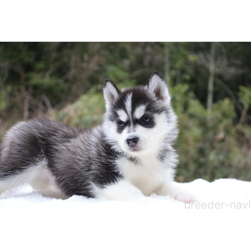 販売中の栃木県のシベリアンハスキー-456261の5枚目