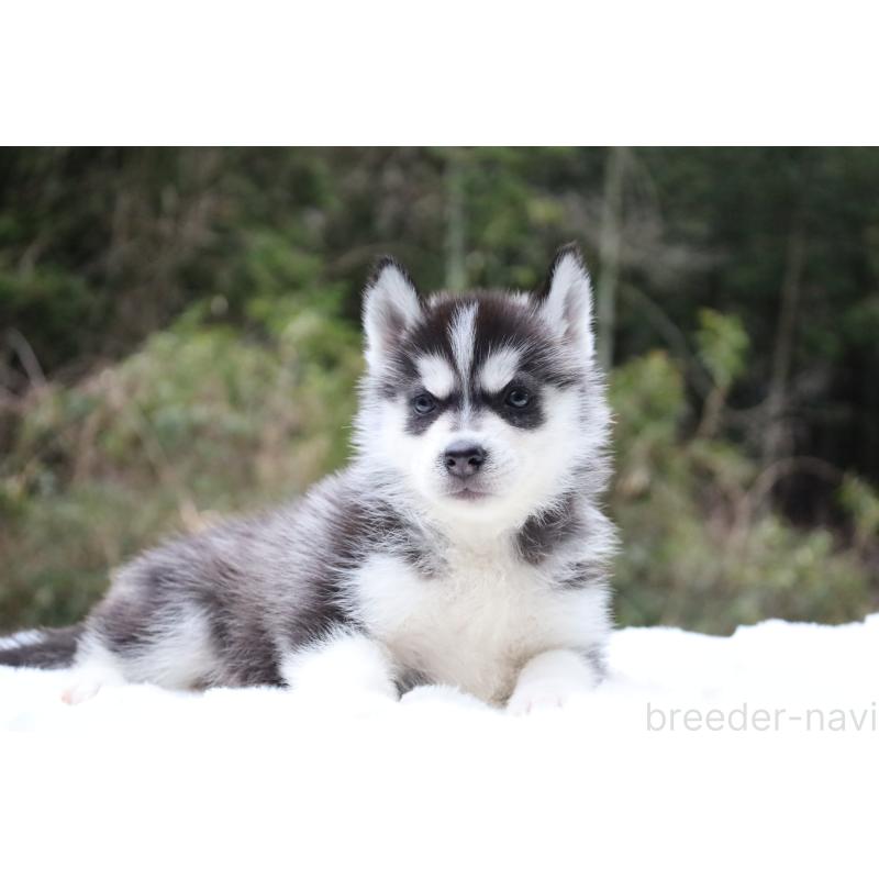 販売中の栃木県のシベリアンハスキー-456261の4枚目