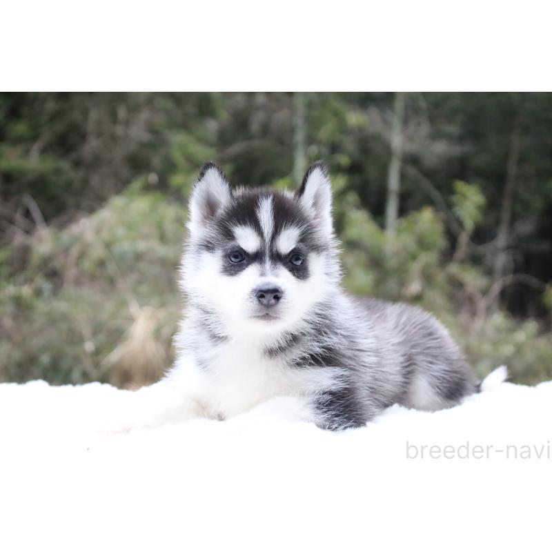 販売中の栃木県のシベリアンハスキー-456261の3枚目